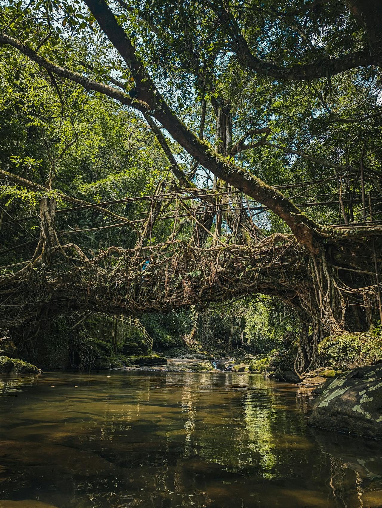Meghalaya’s Living Root Bridges Trek